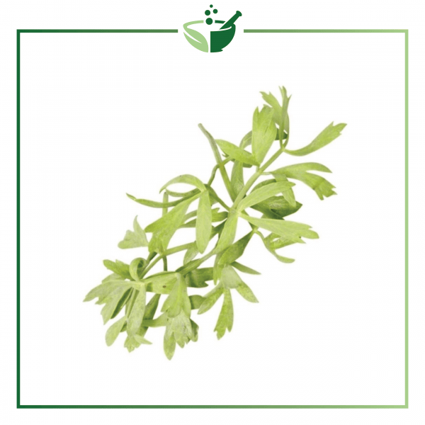 Sea Fennel Extract-013